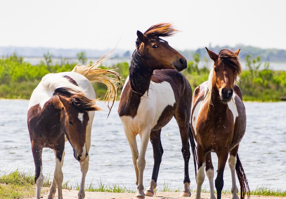 Chincoteague National Wildlife Refuge