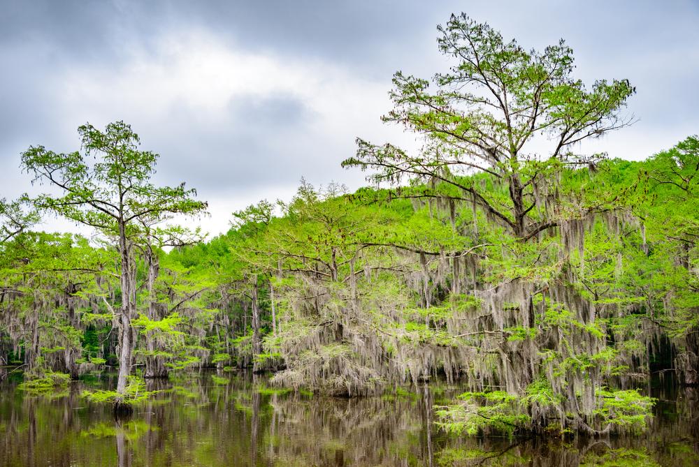 For Nature Lovers: Caddo Lake