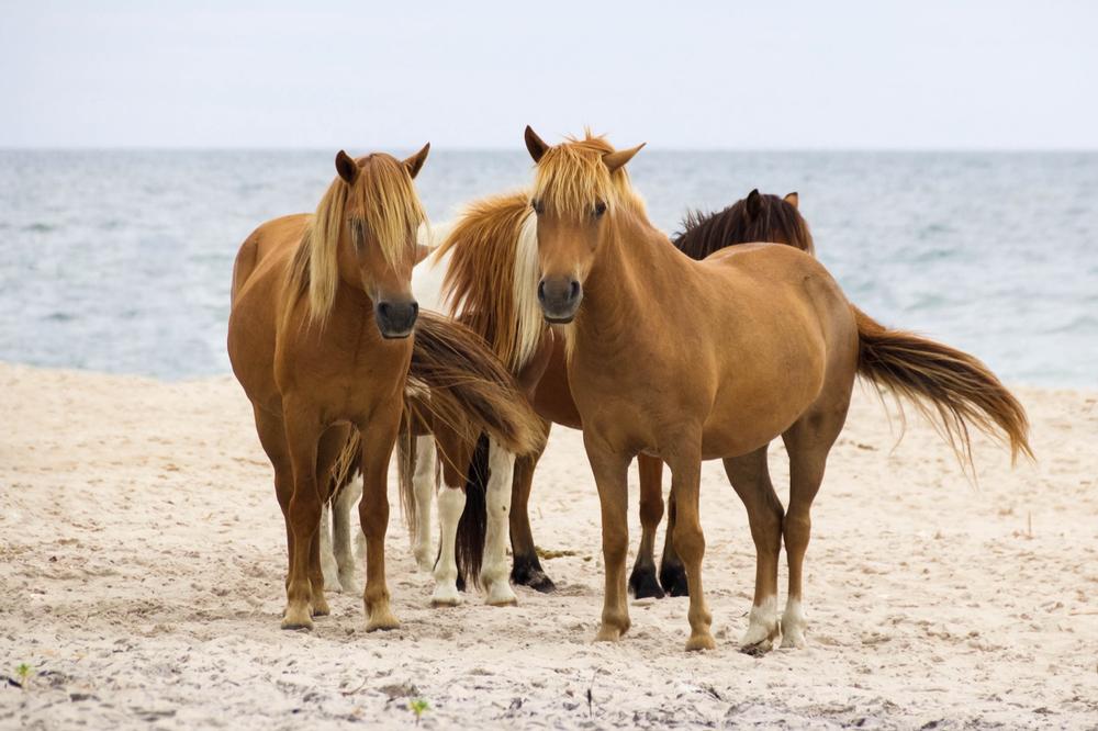 See wild horses and walk along sandy shores on an unforgettable summer trip.