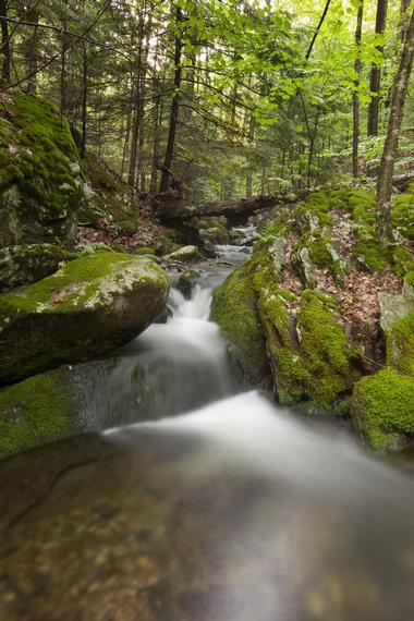 Pittsfield State Forest | Things to Do in the Berkshires, Massachusetts