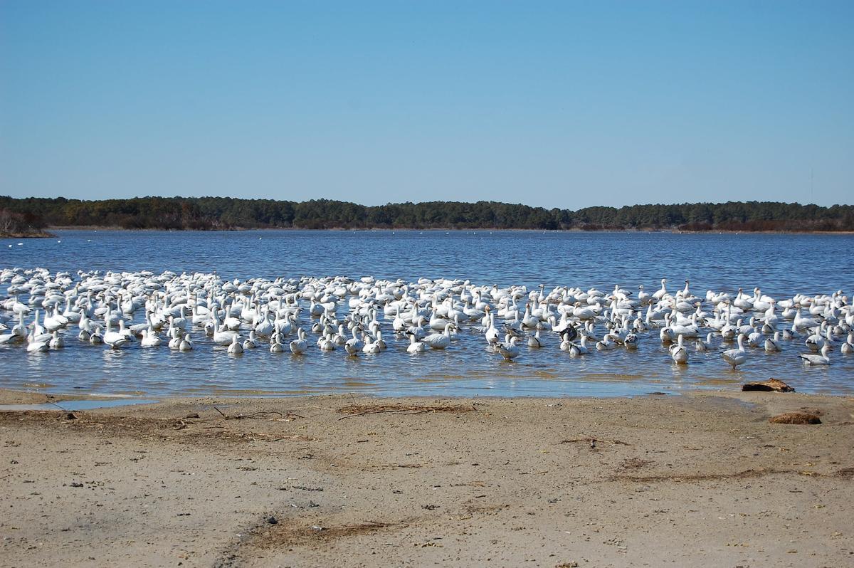 Spot wild ponies and explore scenic nature trails.