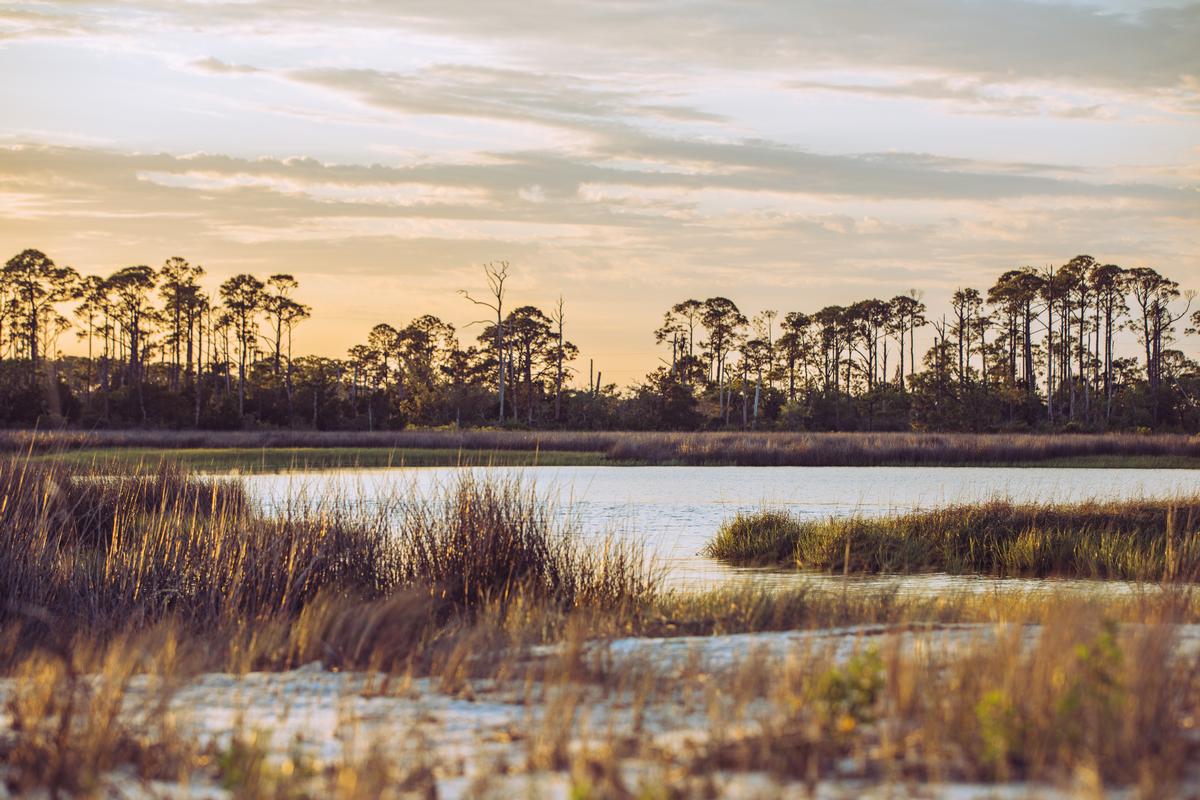 The marsh in Wakulla
