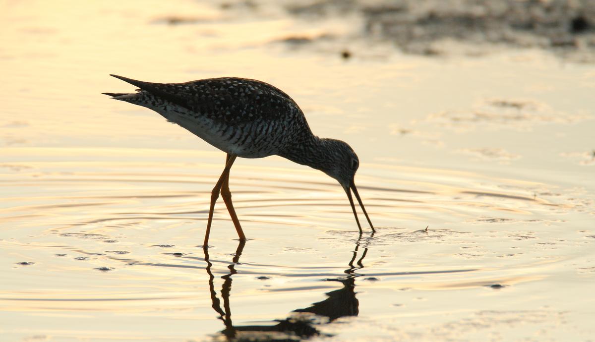 Bird watching at Chincoteague