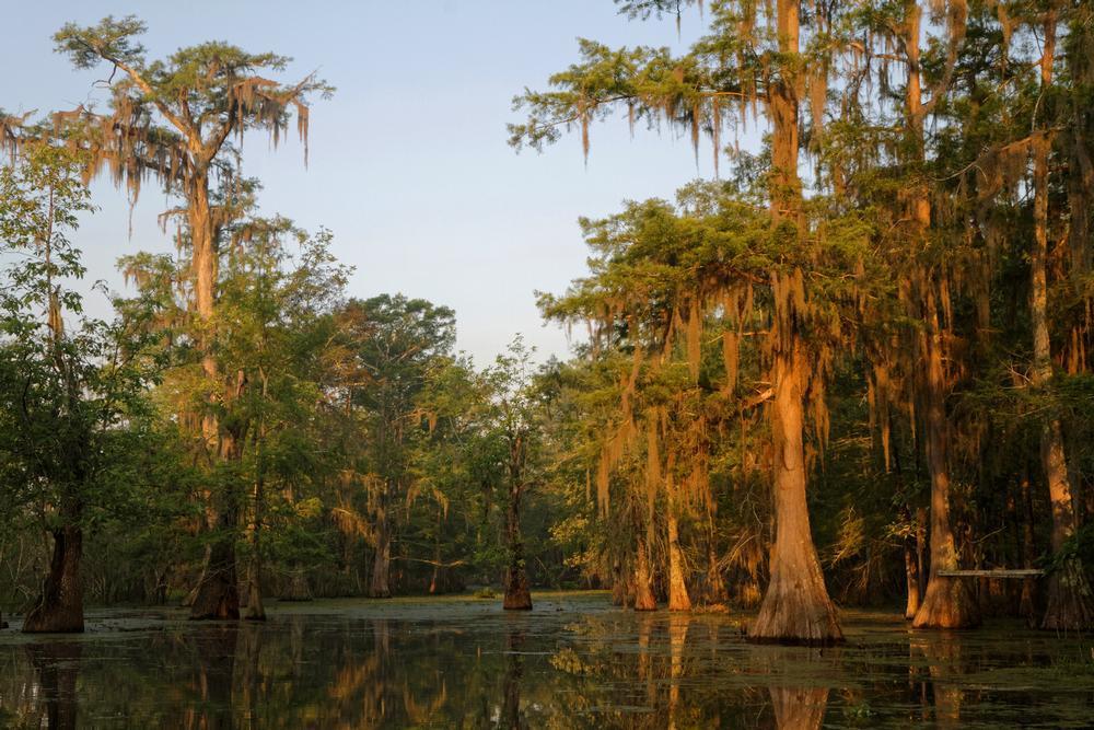 For Birdwatchers: Lake Martin