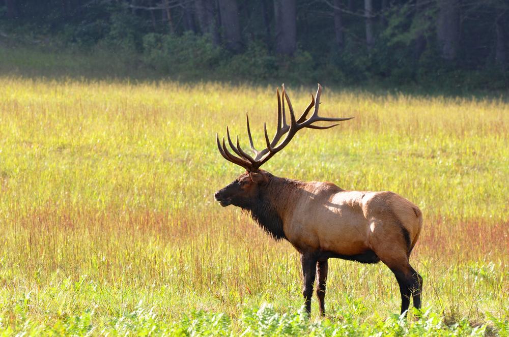Tackle the Heights of Big Cataloochee Mountain