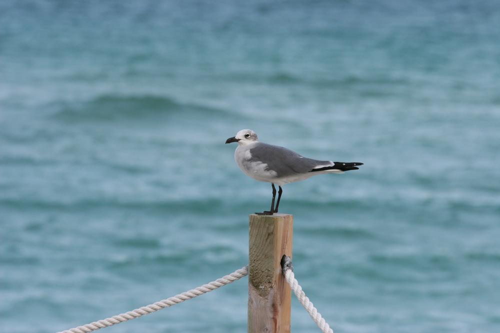 Hobie Beach - 10 minutes from Downtown Miami