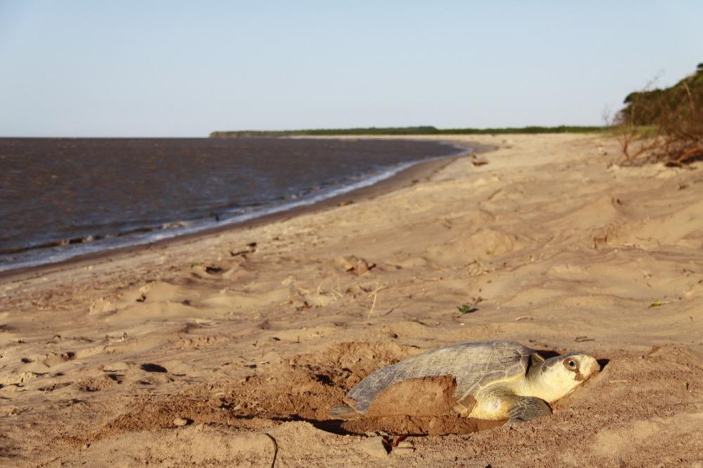 Shell Beach