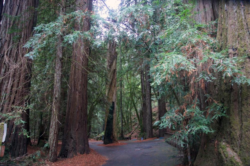 Walk beneath towering redwoods and admire forest silence on a tranquil retirement visit.