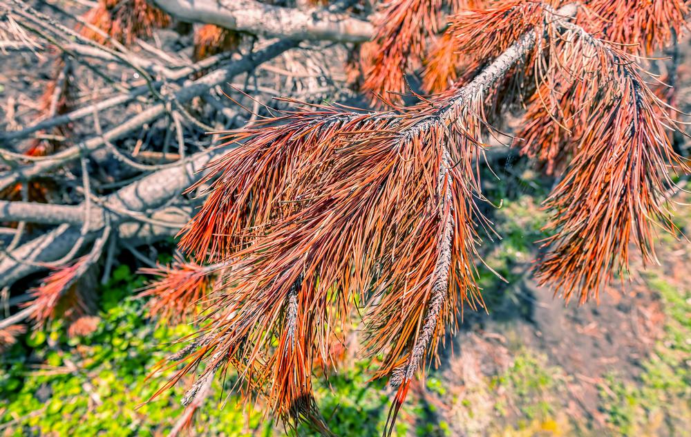 Explore Rolling Beauty at Scaly Mountain