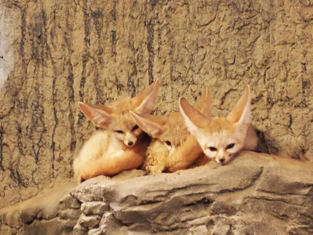 See exotic animals and stroll shady paths on a relaxing spring day adventure.