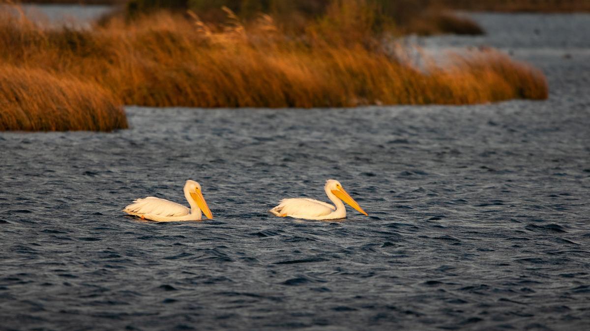 White Pelican, Pea Island National Refuge, Outerbanks