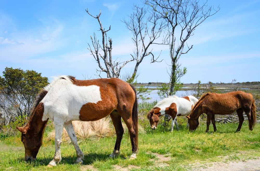 Assateague State Park -  2 hours and 45 minutes by car