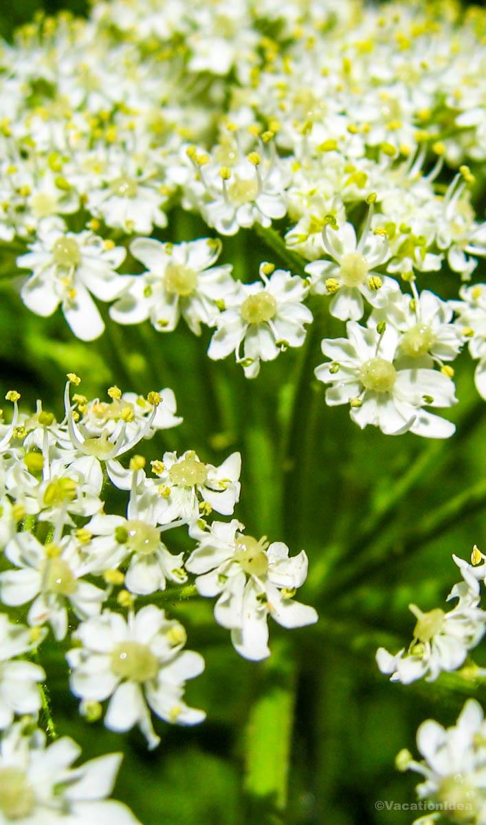 I took this photo of spring blooms on my trip
