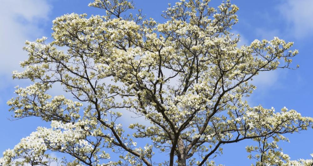 Bowie, Maryland: Lakeside Paths and Local Quiet