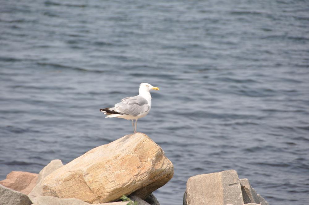 Jacobs Beach, Connecticut