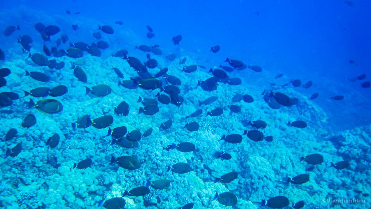 My husband took this underwater photo while we were exploring underwater wonders
