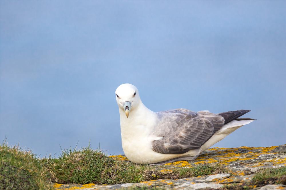Herron Island Tips: If You Seek Seclusion, Then Ferry Yourself Here