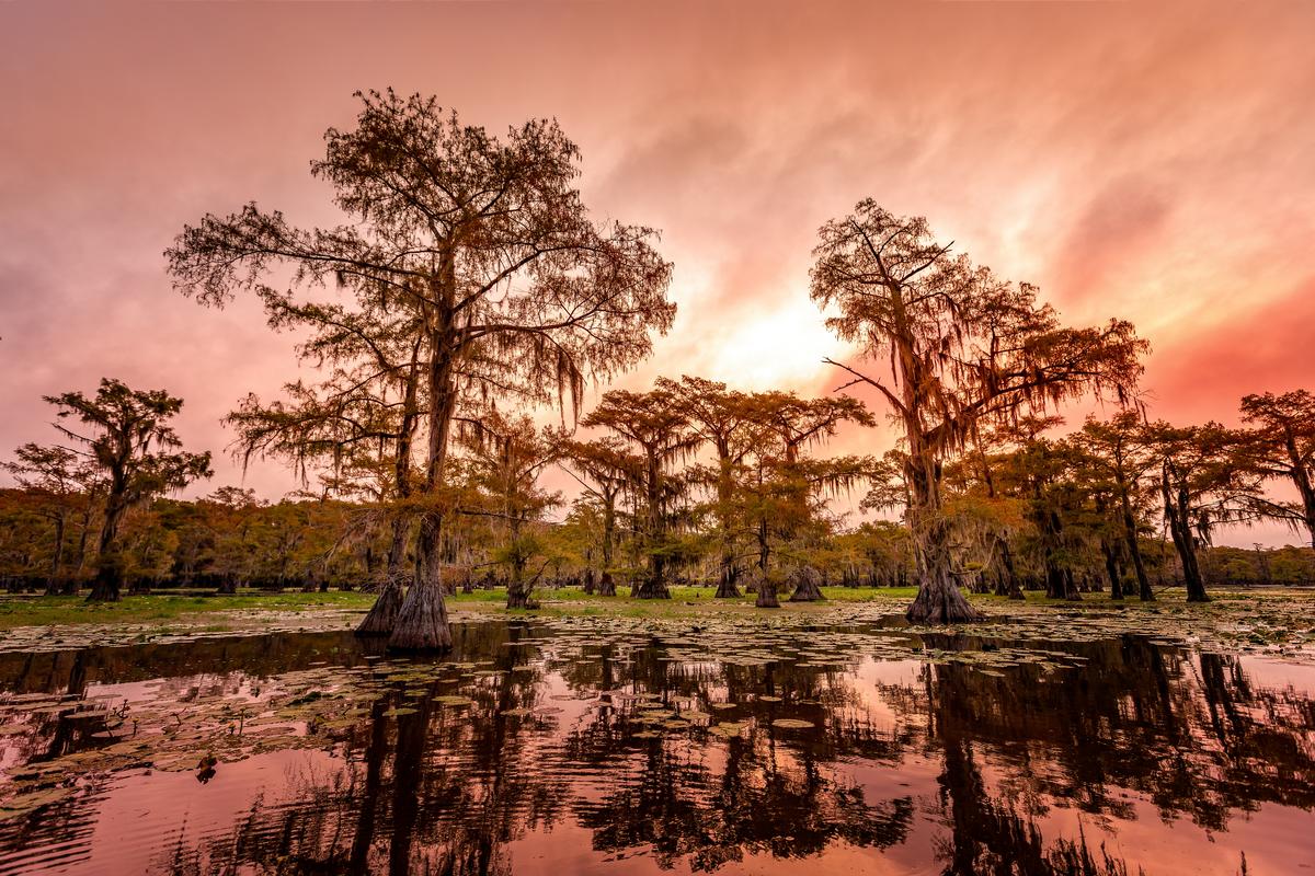 I love getting up early and watching a Caddo Lake sunrise
