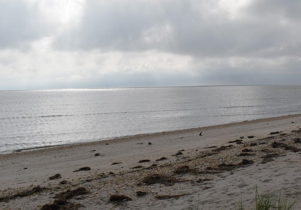Discover horseshoe crabs and enjoy a serene coastal retreat.