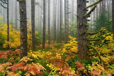 Silver Falls State Park