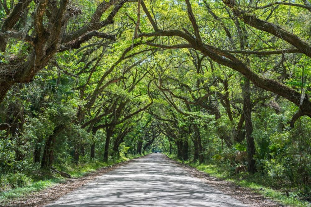 Botany Bay Heritage Preserve-Wildlife Management Area
