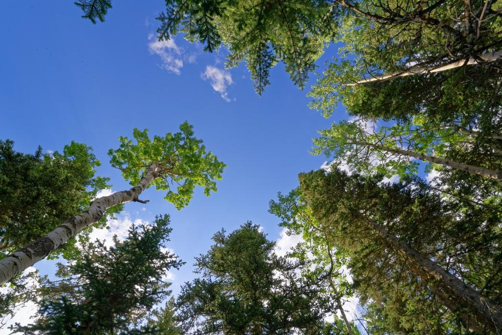Cibola National Forest - 30 minutes from Albuquerque