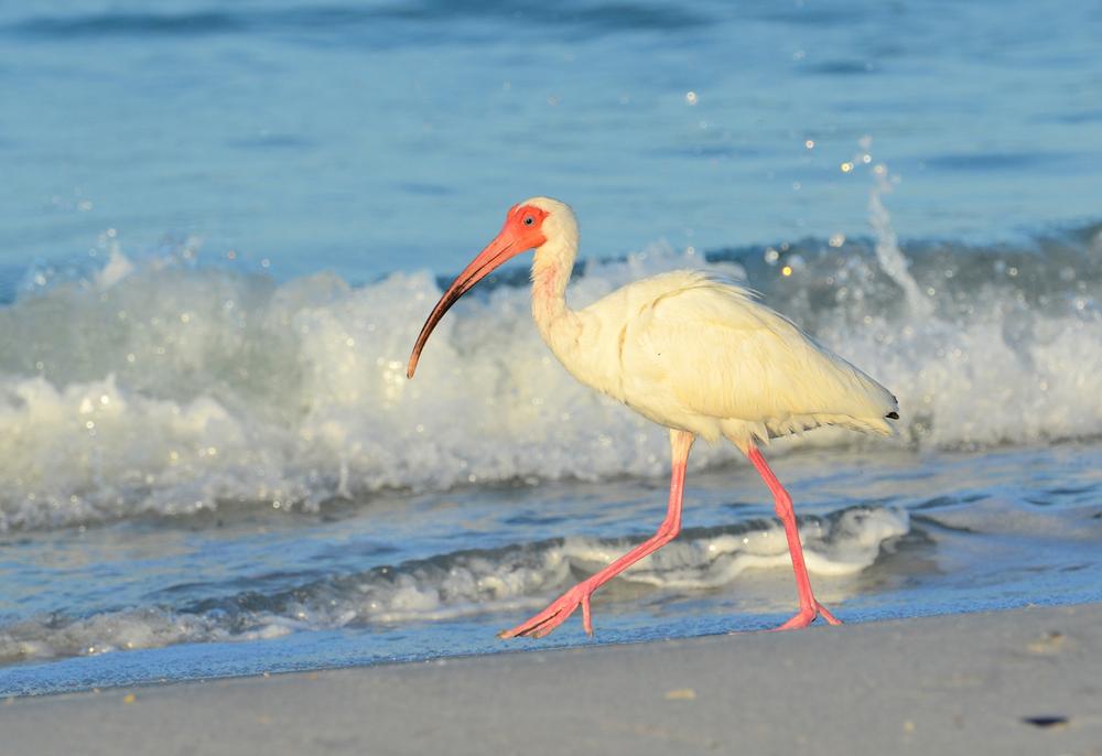 Cayo Costa State Park - 1 hour from Fort Myers