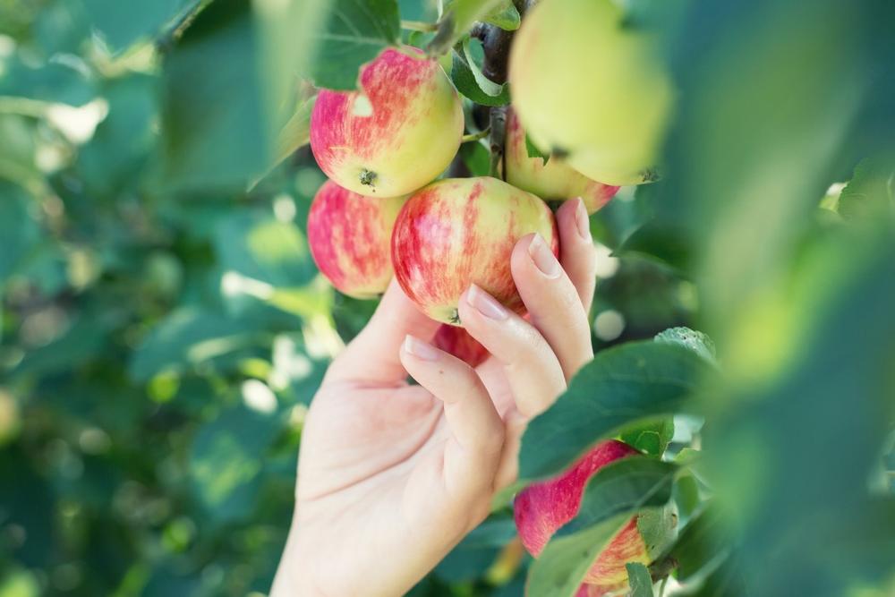 Pick apples and explore small-town charm on a weekend trip.