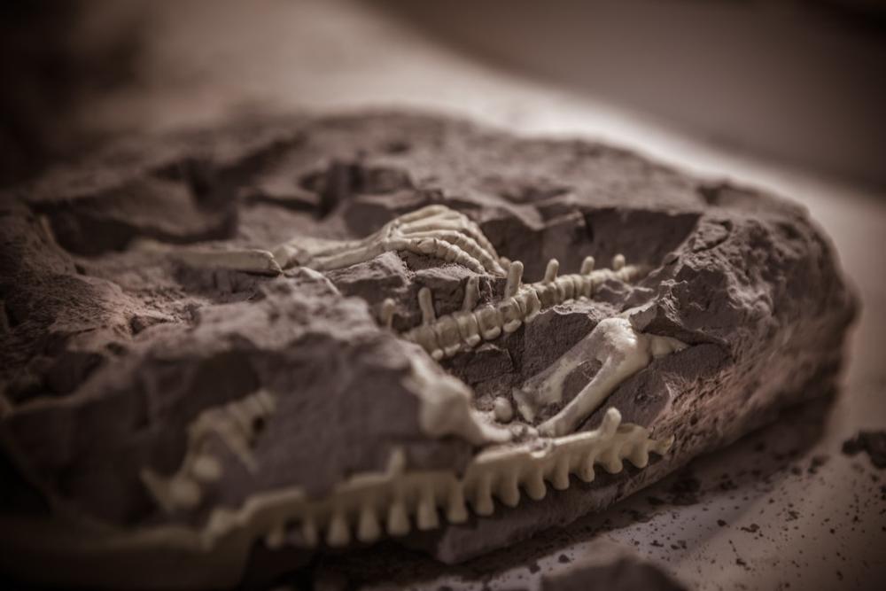 See fossil tracks and learn prehistory on a fun trip for kids.