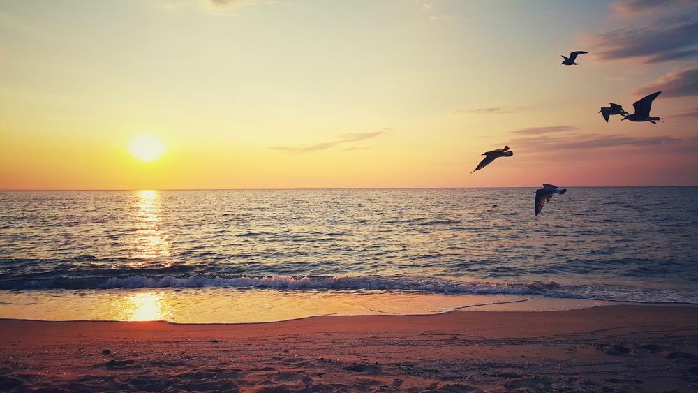 Dowses Beach - 15 minutes from downtown Osterville by car