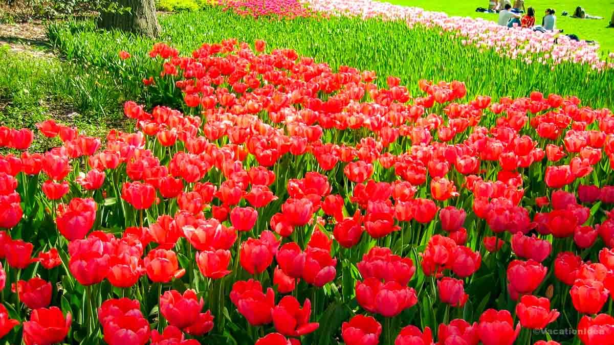 I took this photo of thousands of tulips in bloom in NYC