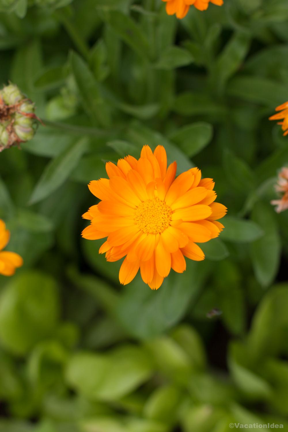My picture of the bloom from the gardens in Georgia
