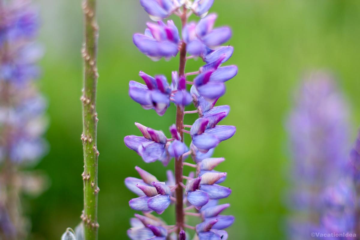 I took this photo of blooms in the gardens