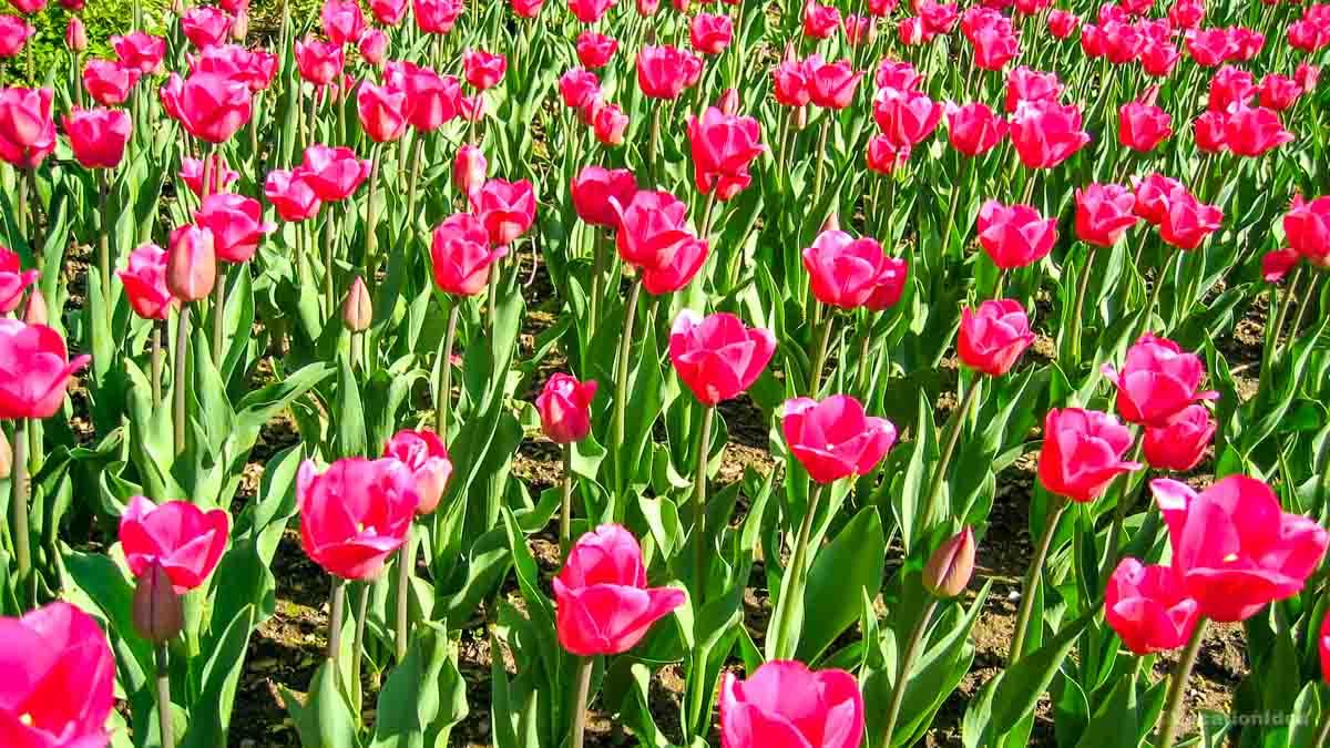 I took this photo of tulips at a garden near DC on my day trip