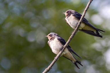 Piedmont National Wildlife Refuge (1 hour 10 min)