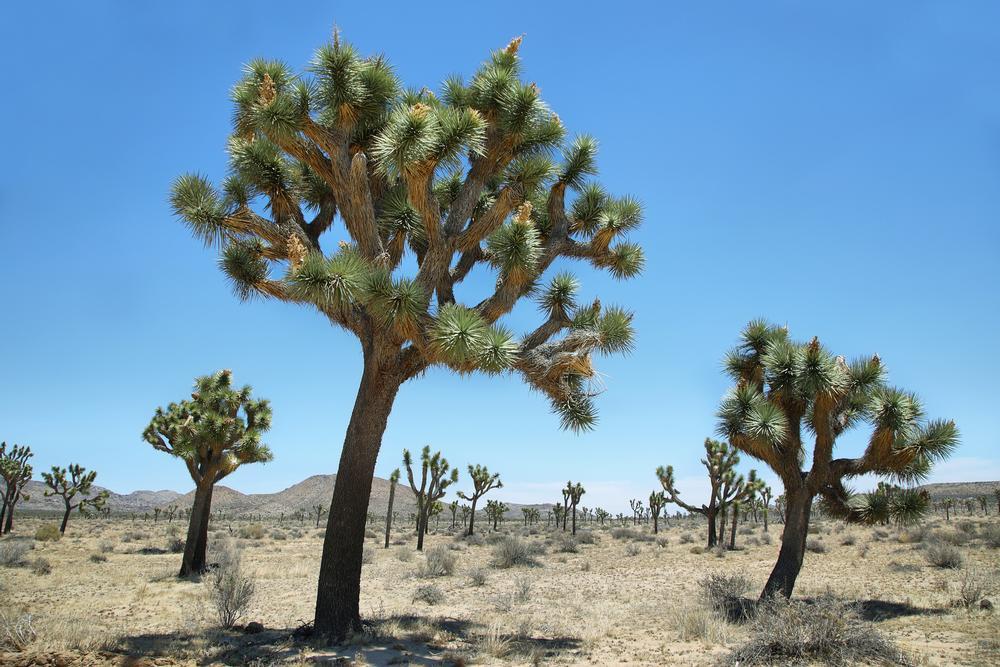 Road through Joshua Tree National Park