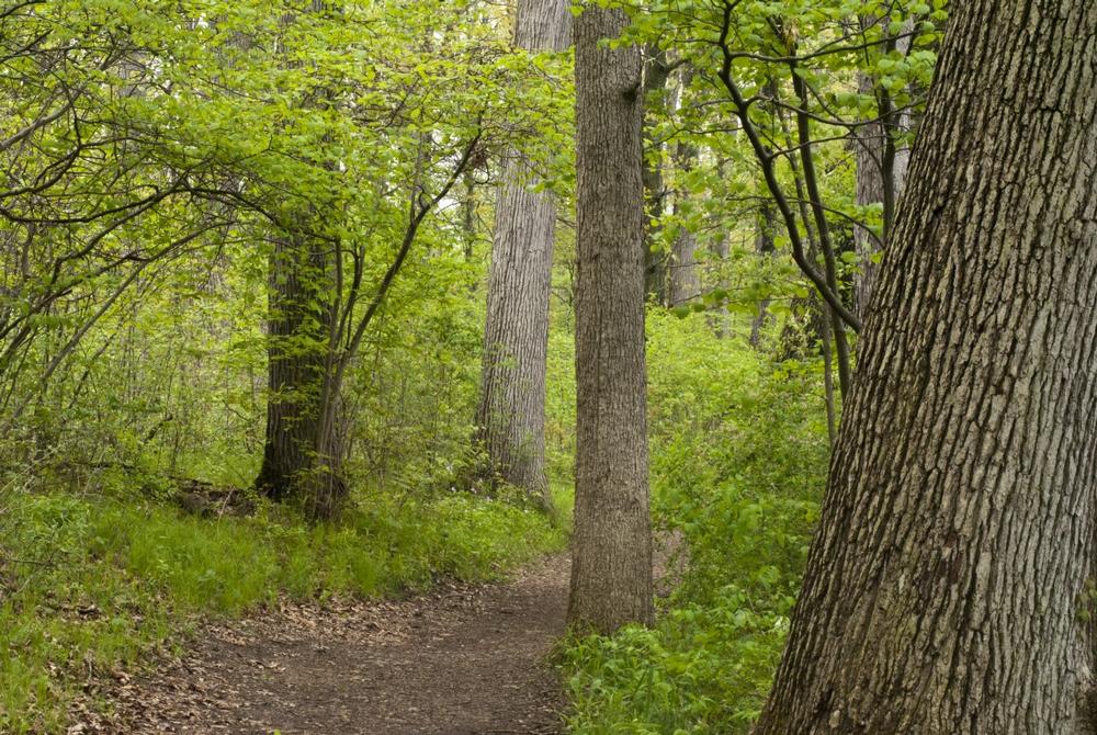 Hike scenic trails, admire beautiful lakes, and explore the famous toboggan run in winter.