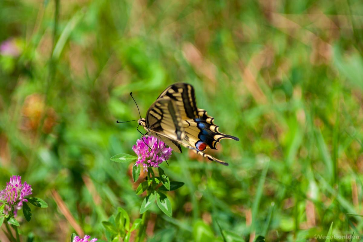 My photo of butterflies in the garden