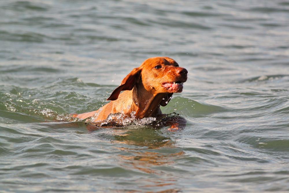 Explore Brant Rock beaches with your dog | Dog Friendly Beaches in Massachusetts