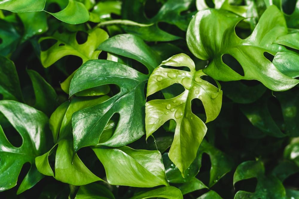 Explore lush gardens in Quad City Botanical Center