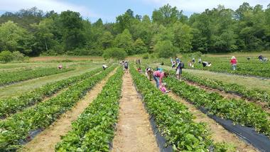 Mercier Orchards (1 hour 40 min Day Trip from Atlanta)