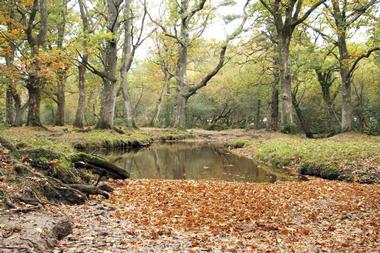 The New Forest (2 hours and ten minutes by road or 90min by train)