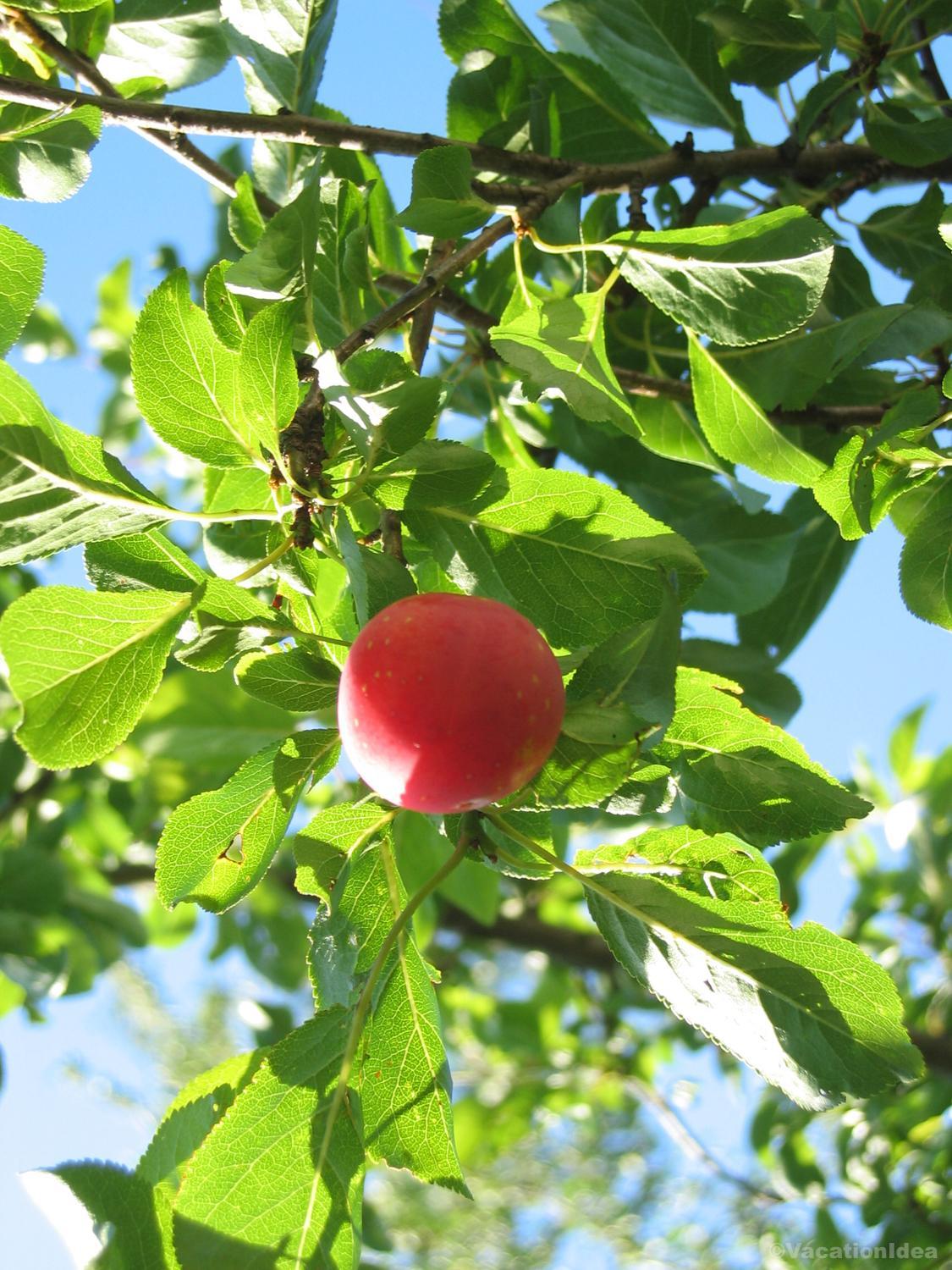 I took this photo of apple picking