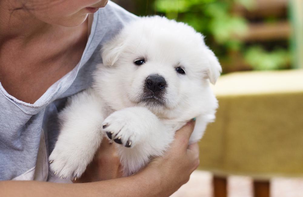 Honor Heroes and Race With Your Pup at Puppies & Patriots 5K in South Carolina