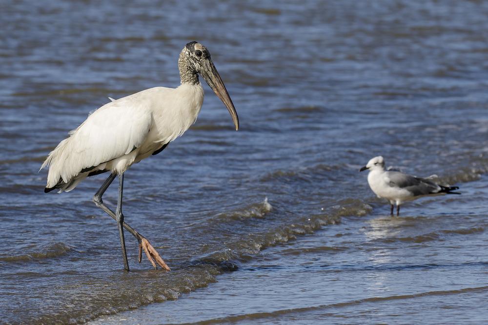If You Dream of Seaside Serenity, Escape to the Golden Isles, GA
