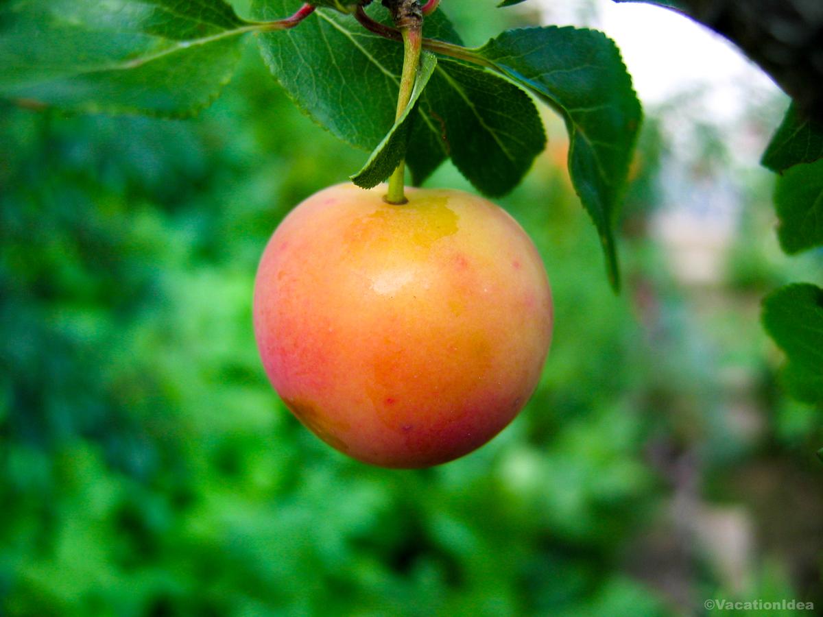 My photo of fruit on a farm on our day trip