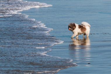 OB Dog Beach
