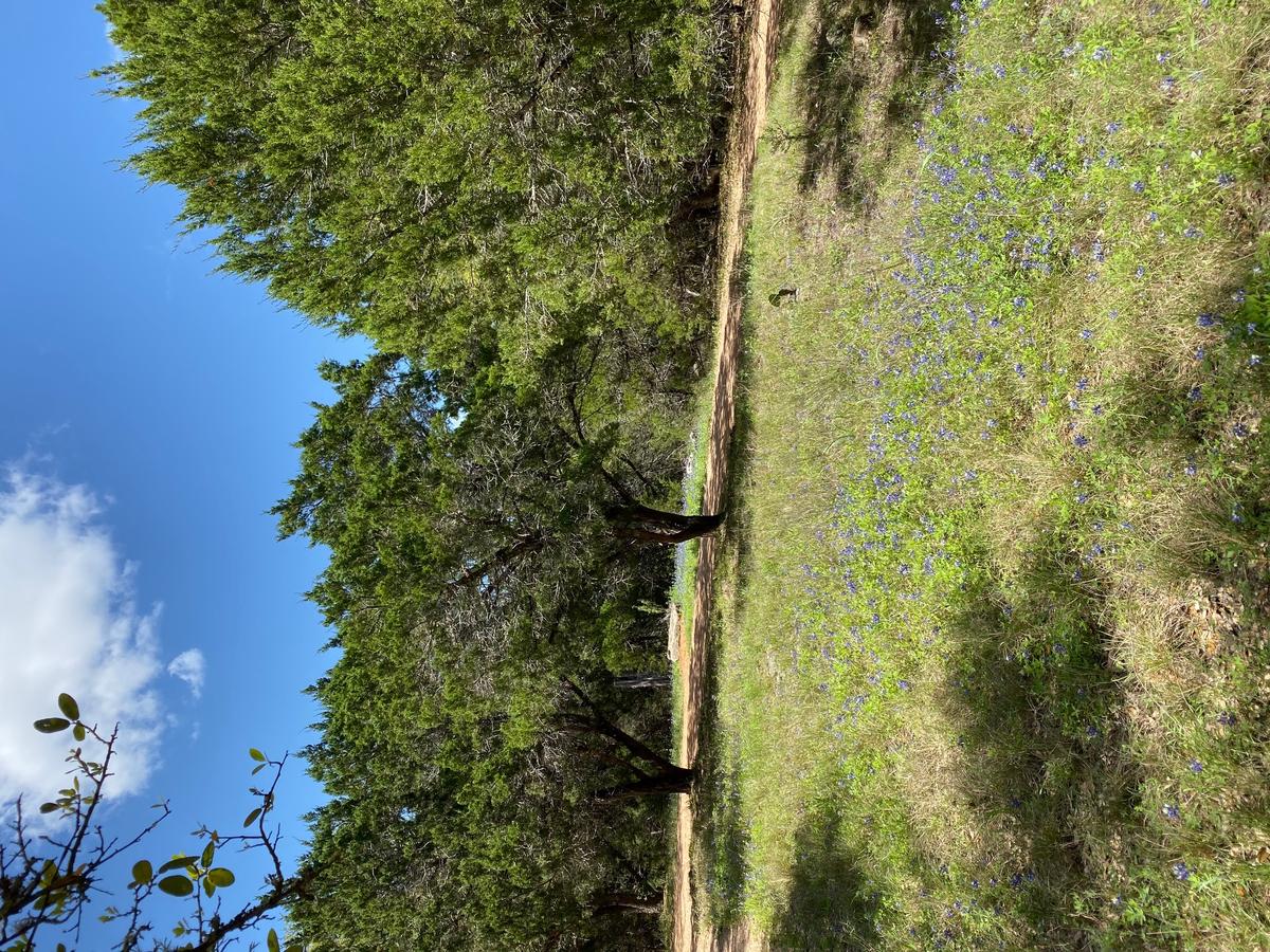 My photo of a field of bluebonnets in Brenham
