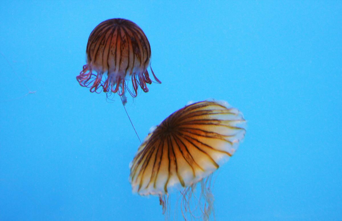 I was very impressed by the National Aquarium displays