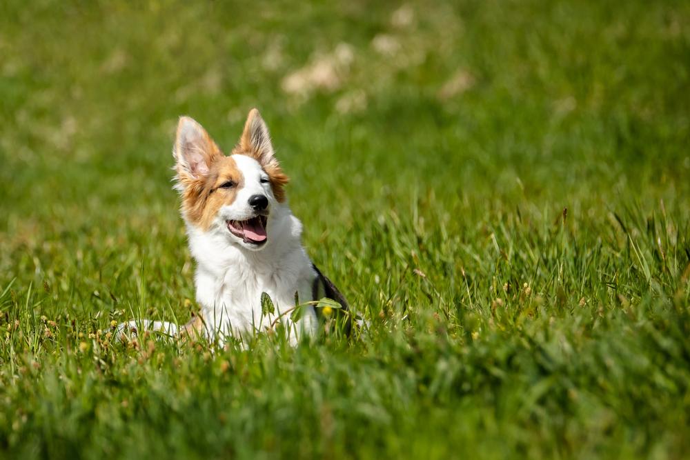 If Fun Runs and Furry Friends Make You Smile, Join Clarence Bark in the Park